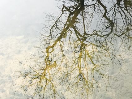 特写枯树倒影蓝天白云