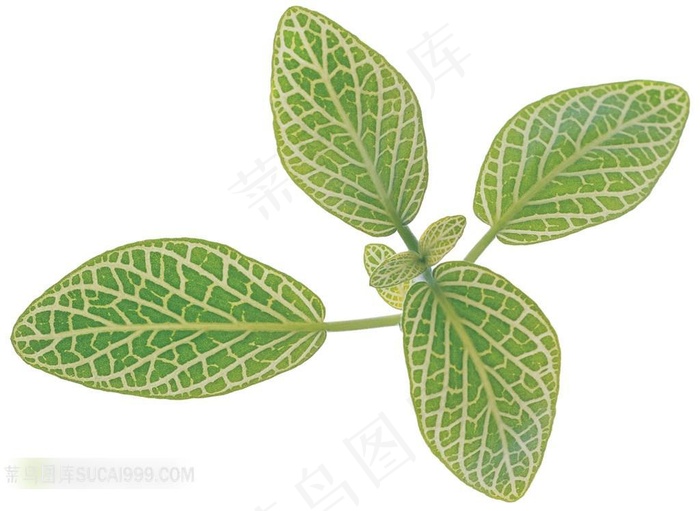 绿色树叶素材图片