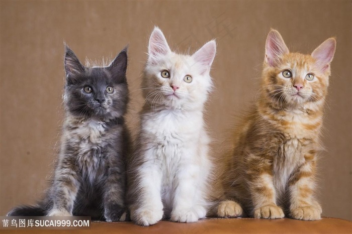 可爱小猫写真高清图片猫咪图片