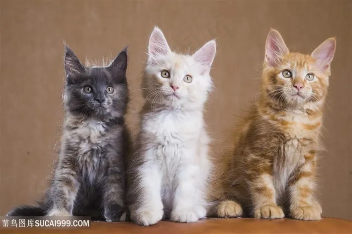 可爱小猫写真高清图片猫咪图片