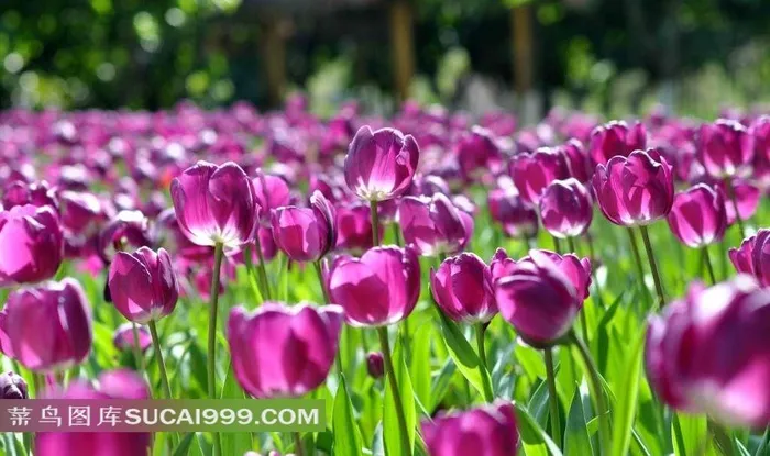 郁金郁花田摄影