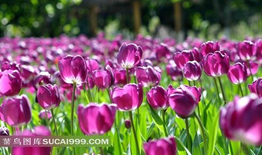 郁金郁花田摄影