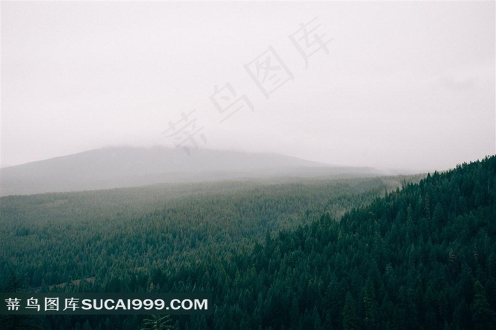 高清迷雾森林图片