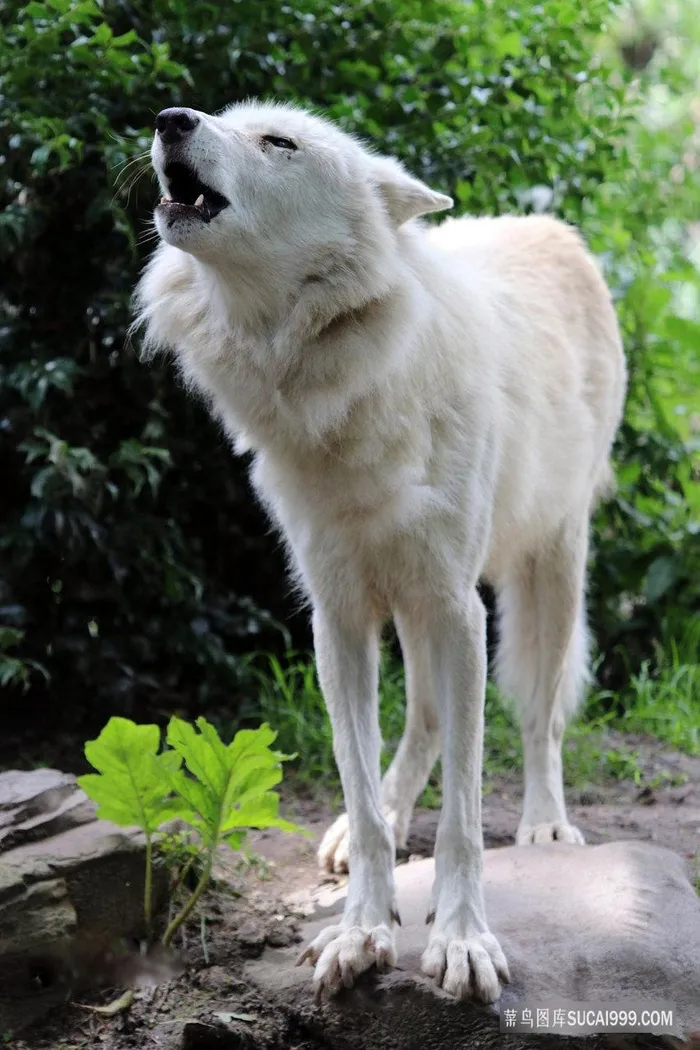 野外野生白狼王狼图片
