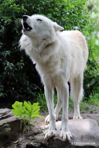 野外野生白狼王狼图片