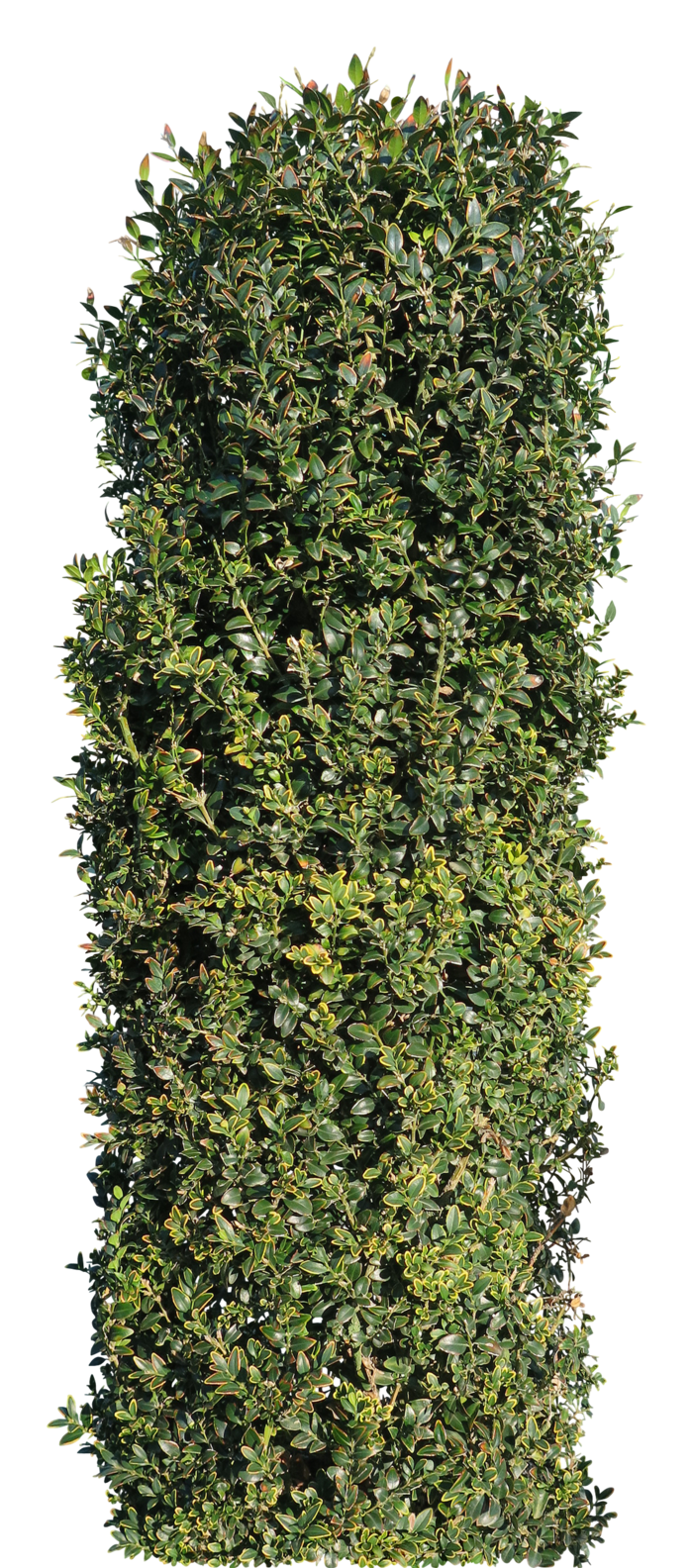 高清树木素材 免抠PSD植物素材 美术绘画园林贴图 树草灌木花草