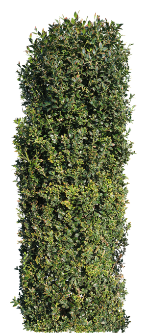 高清树木素材 免抠PSD植物素材 美术绘画园林贴图 树草灌木花草