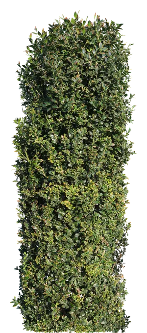 高清树木素材 免抠PSD植物素材 美术绘画园林贴图 树草灌木花草