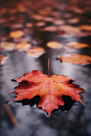 秋季雨天落叶在水坑道路摄影图