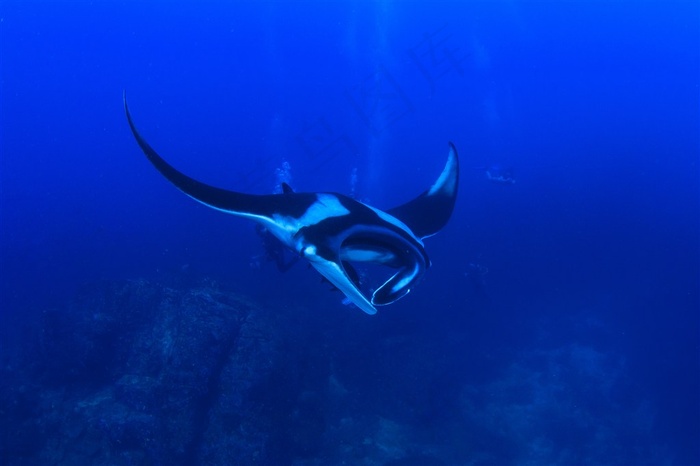 美丽的海洋生物