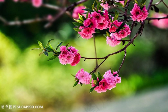 高清桃花鲜花图片