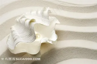 大海的贝壳和海螺高清素材图片