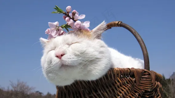 大脸猫叔图片 大脸猫叔图片