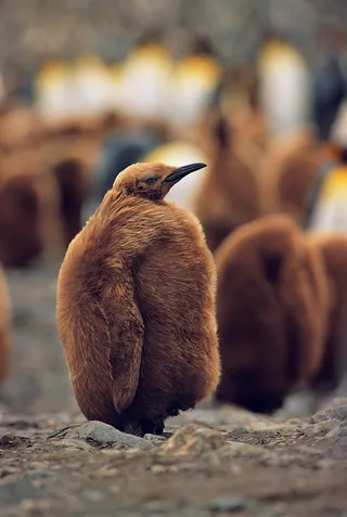 毛茸茸企鹅图片
