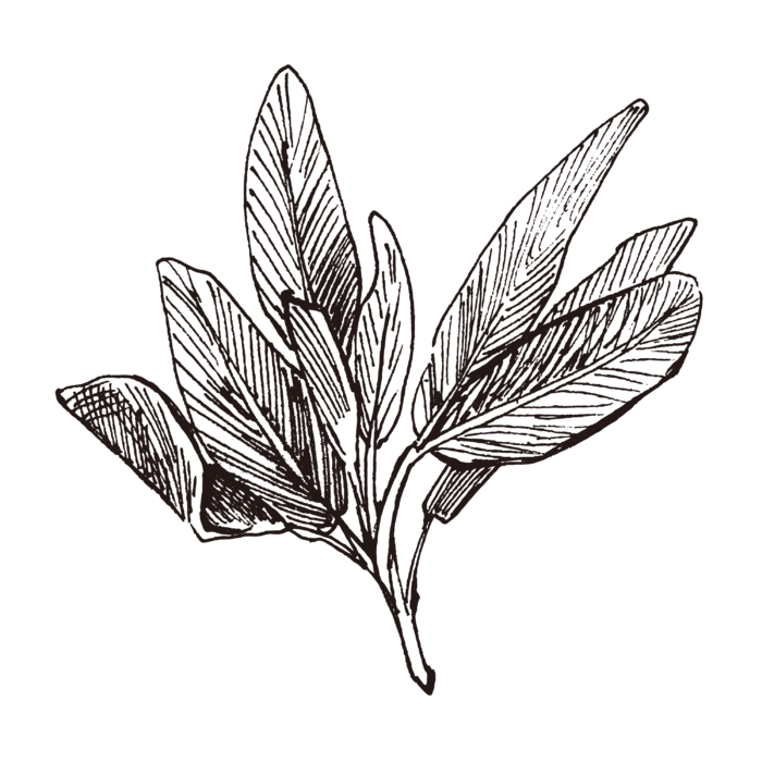 线条草本花卉手绘植物-鼠尾草