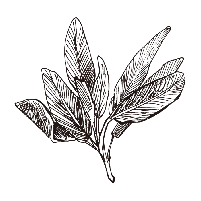 线条草本花卉手绘植物-鼠尾草