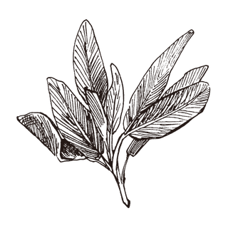 线条草本花卉手绘植物-鼠尾草