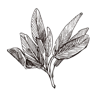 线条草本花卉手绘植物-鼠尾草