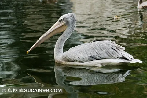 珍稀野生动物鹈鹕写真