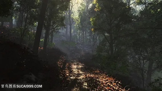树林森林小道美景壁纸 树林森林小道美景壁纸