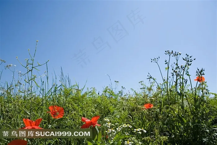 蓝天绿地红花