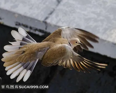 飞翔的斑鸠摄影素材