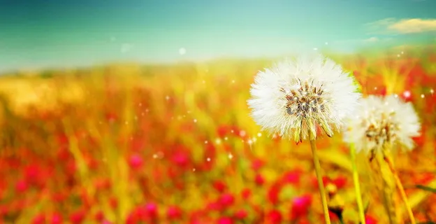 摄影图片景物风景 大气背景蒲公英