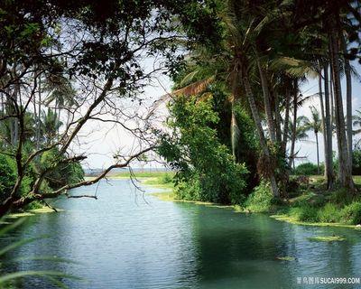 唯美树林河流风景画