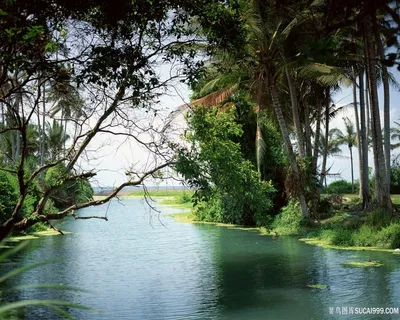 唯美树林河流风景画 唯美树林河流风景画
