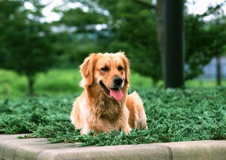 宠物狗萌宠jpg素材