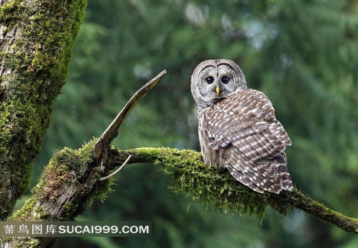 站在海苔树上的猫头鹰