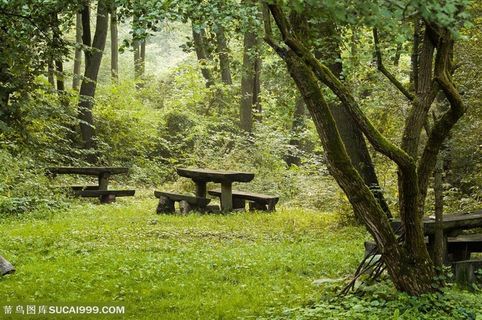 森林公园里椅子图片