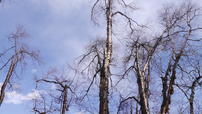 冬季蓝天下枯树影树杈