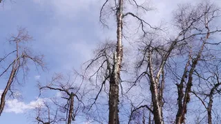 冬季蓝天下枯树影树杈