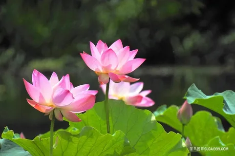 漂亮荷花图片 漂亮荷花图片