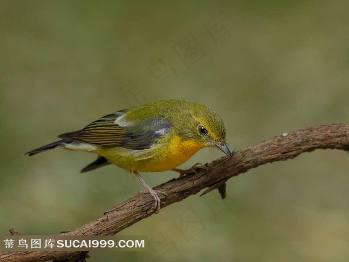 树干上的绿背山雀鸟