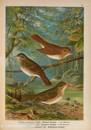 高清河边捉虫的雀鸟插画图片