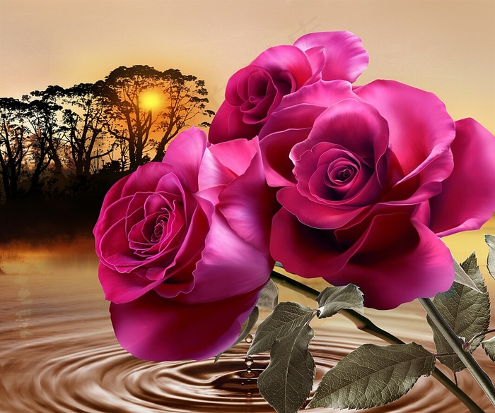 湖边盛开三朵美丽的玫瑰花