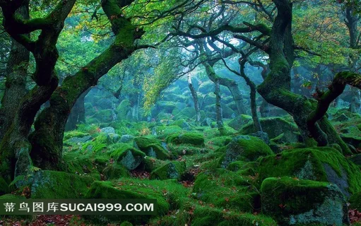 幽静唯美的绿色大森林 幽静唯美的绿色大森林