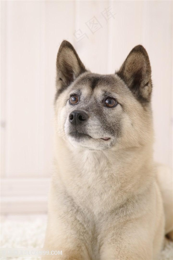 高清可爱秋田犬狗狗图片