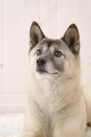 高清可爱秋田犬狗狗图片