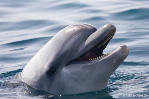 可爱海豚图片