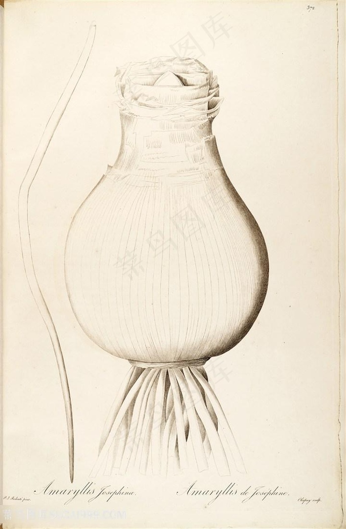 雷杜德原版高清大蒜图谱