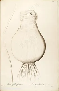 雷杜德原版高清大蒜图谱