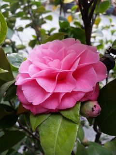 粉色山茶花图片 粉色山茶花图片