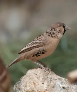 鸟山鸟动物飞翔飞鸟