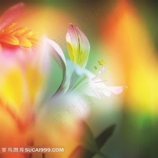 高清 兰花 写实 素材