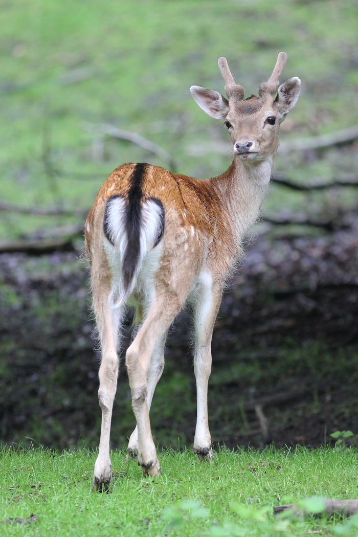 鹿野生梅花鹿动物园设计素材