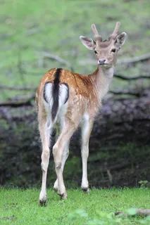 鹿野生梅花鹿动物园设计素材