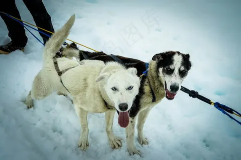 雪地雪橇犬图片 雪地雪橇犬图片